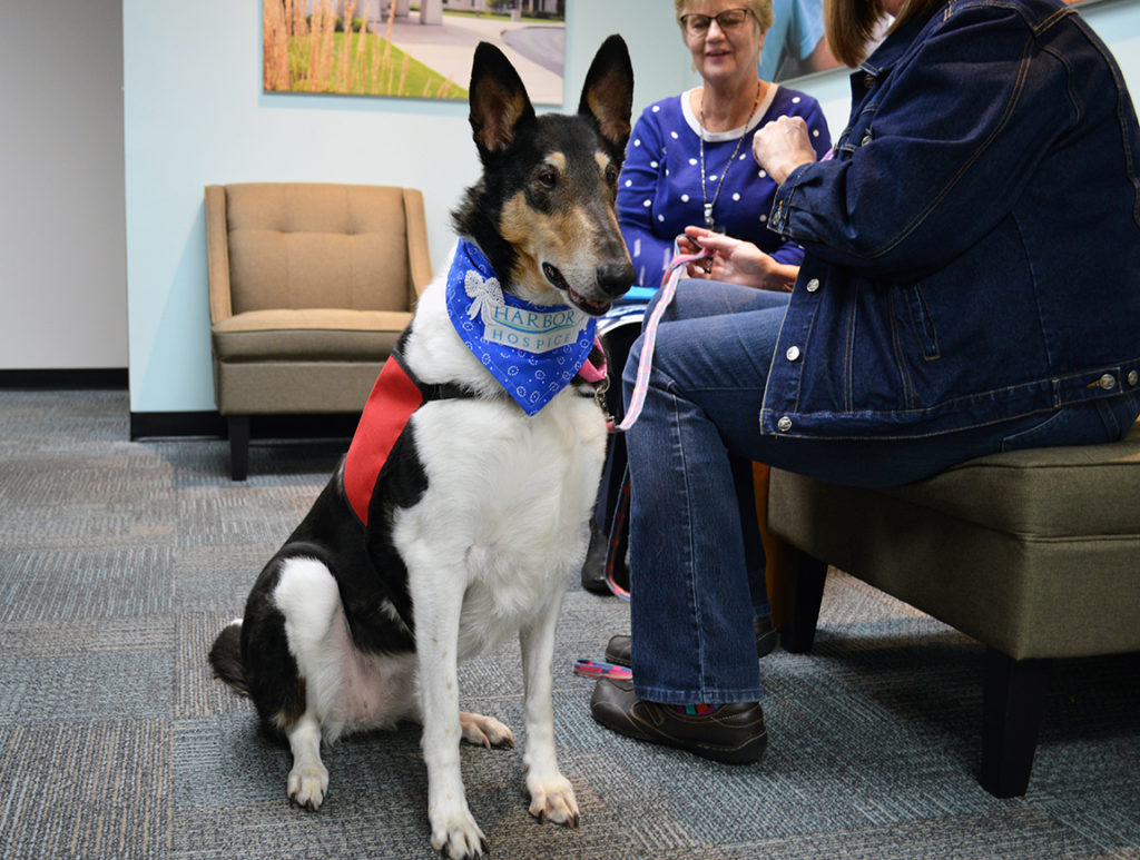 Carrie1 1024x773 - Welcome to Carrie, our new Hospice Therapy Dog!
