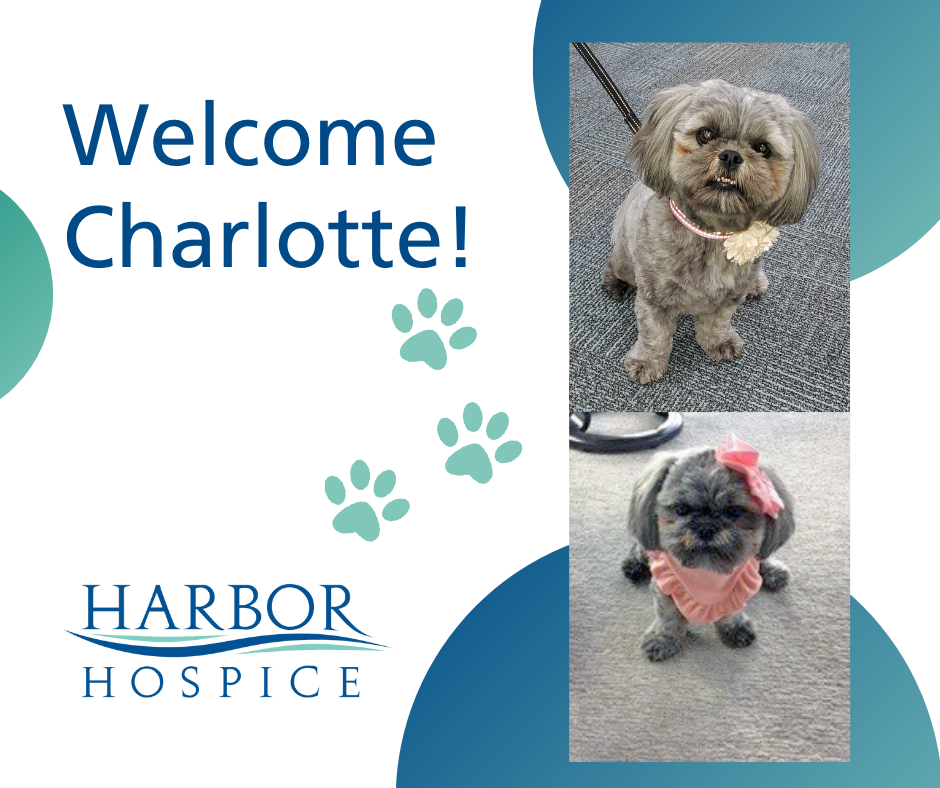 Charlotte Welcome - Welcome to Charlotte, our new Hospice Therapy Dog!