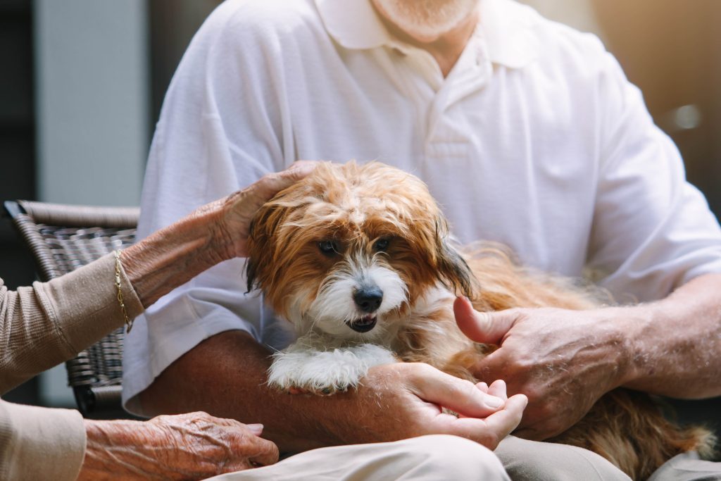 Close up of seniors petting a small dog on a mans lap