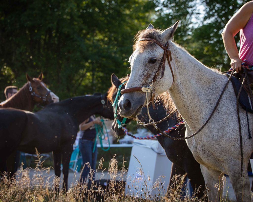 Horses at the Horses for Hospice event