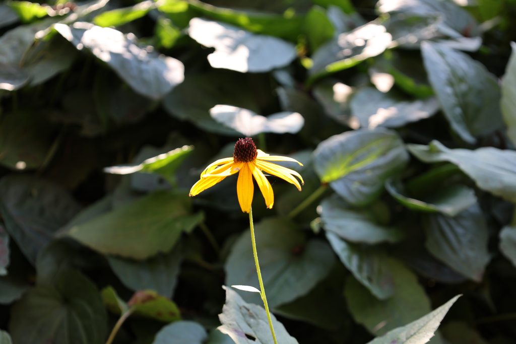 Single yellow flower