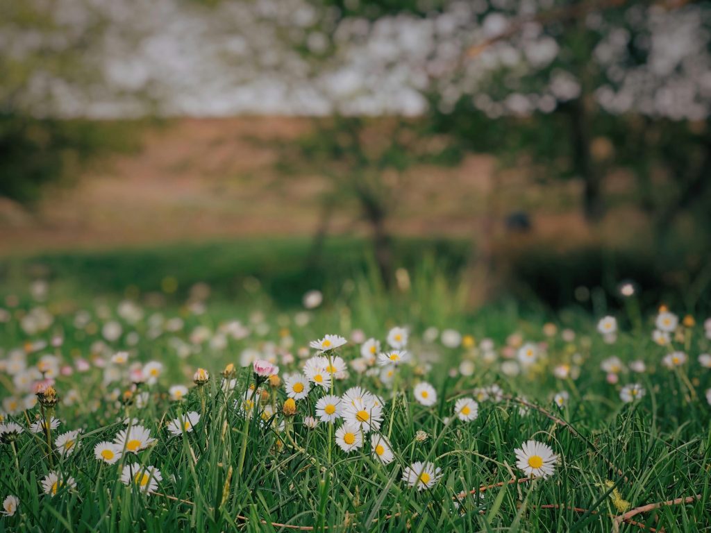 field of wild daisies