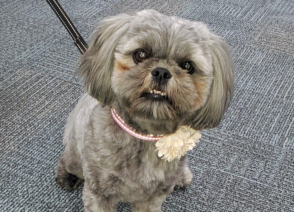 Therapy dog with a flowered collar