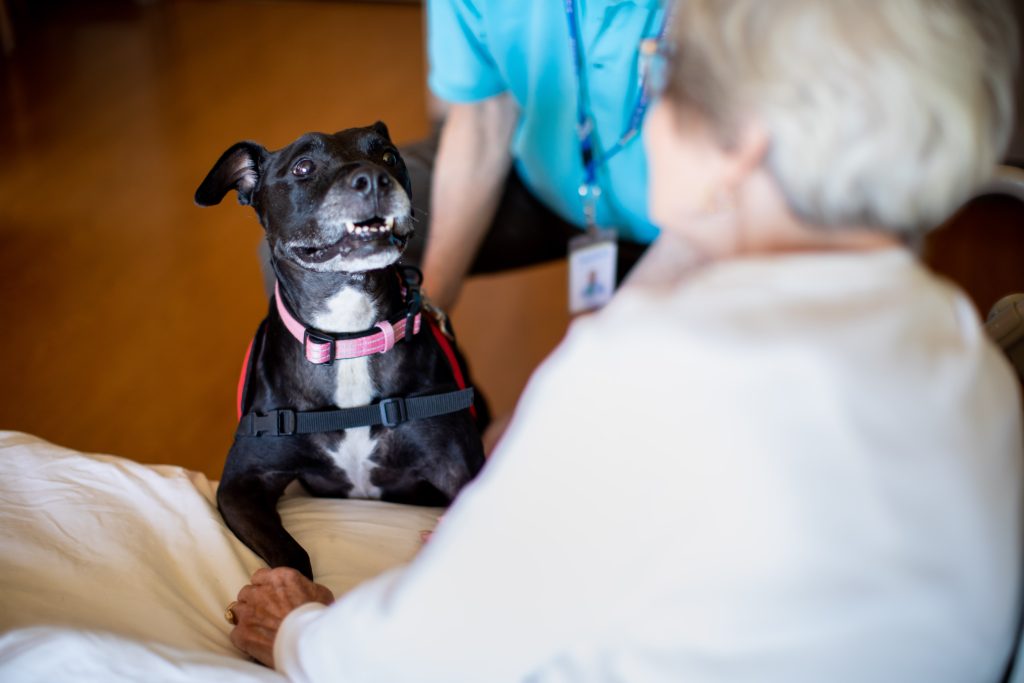 Therapy dog visits with a patient