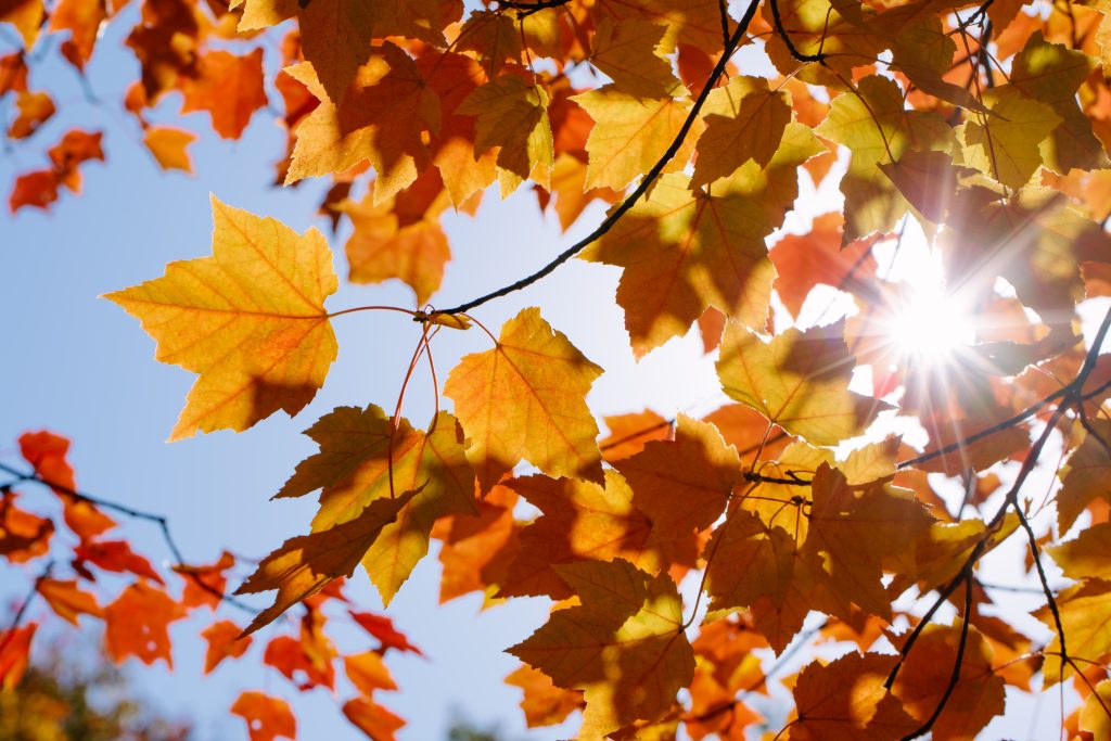 Sunlit tree and autumn leaves