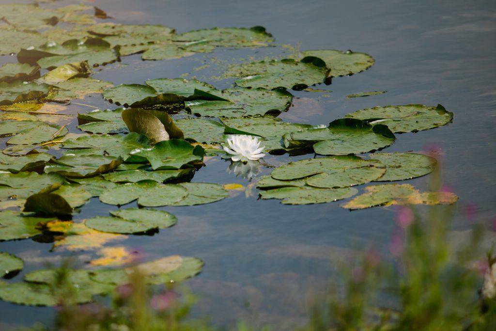 Lily pads