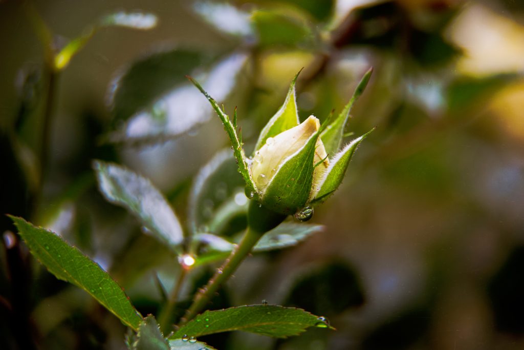 Memorial flower