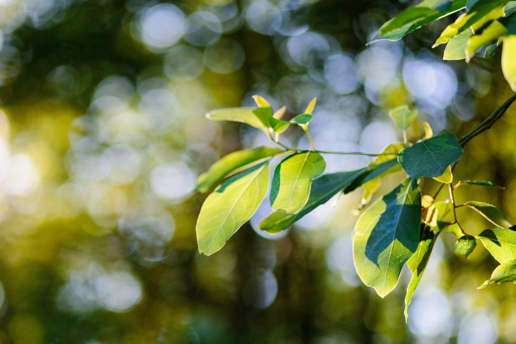 Tree branch